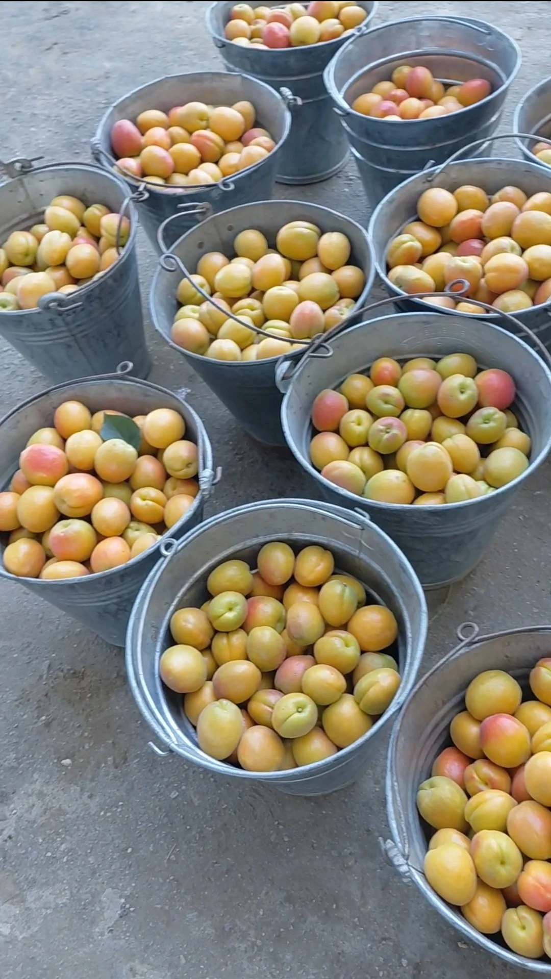 Dalından Taze Kayısı (1 kg)