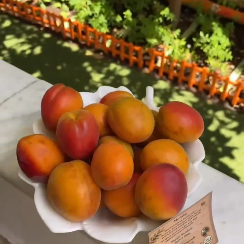 Dalından Taze Kayısı (1 kg)
