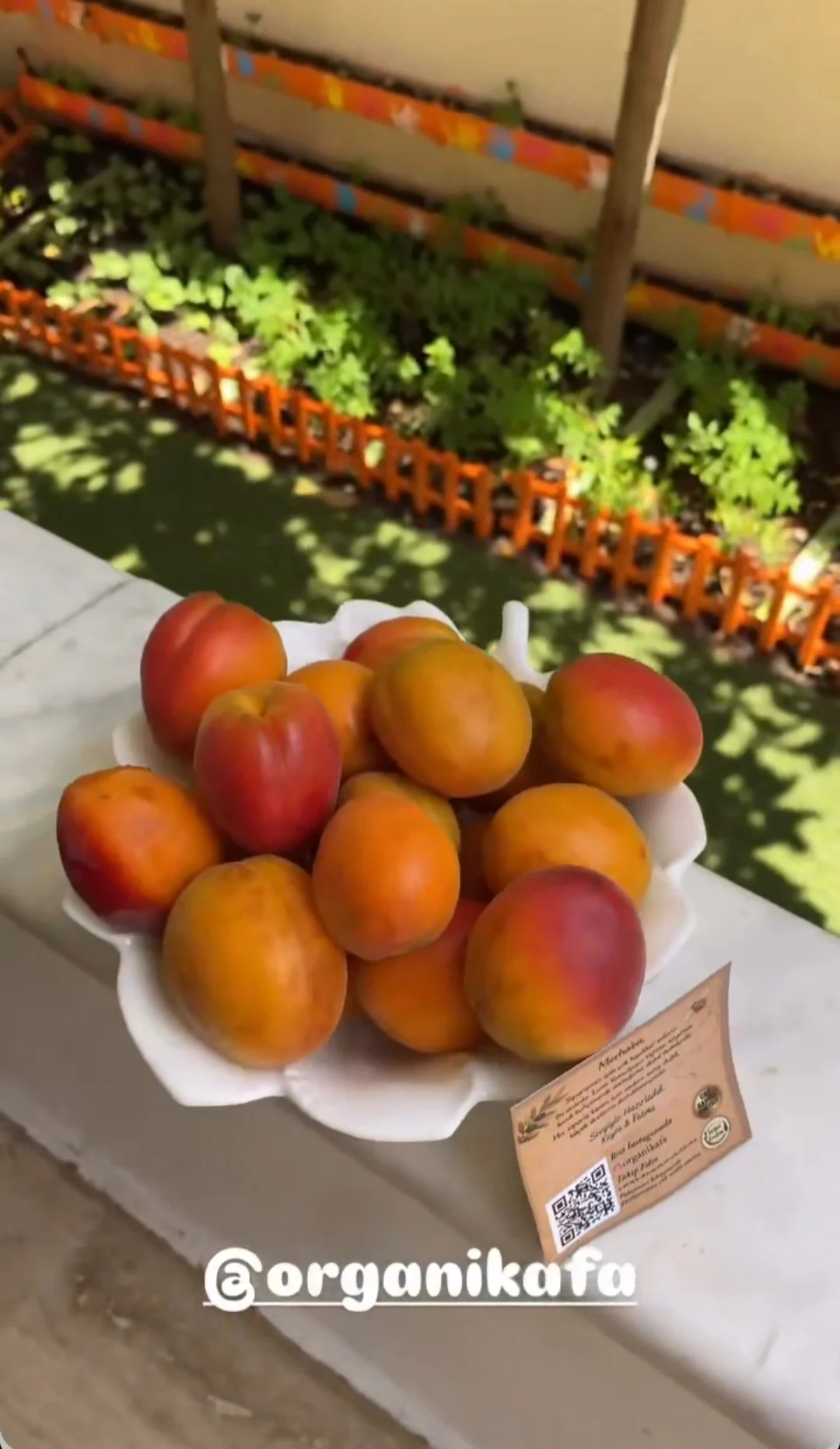 Dalından Taze Kayısı (1 kg)