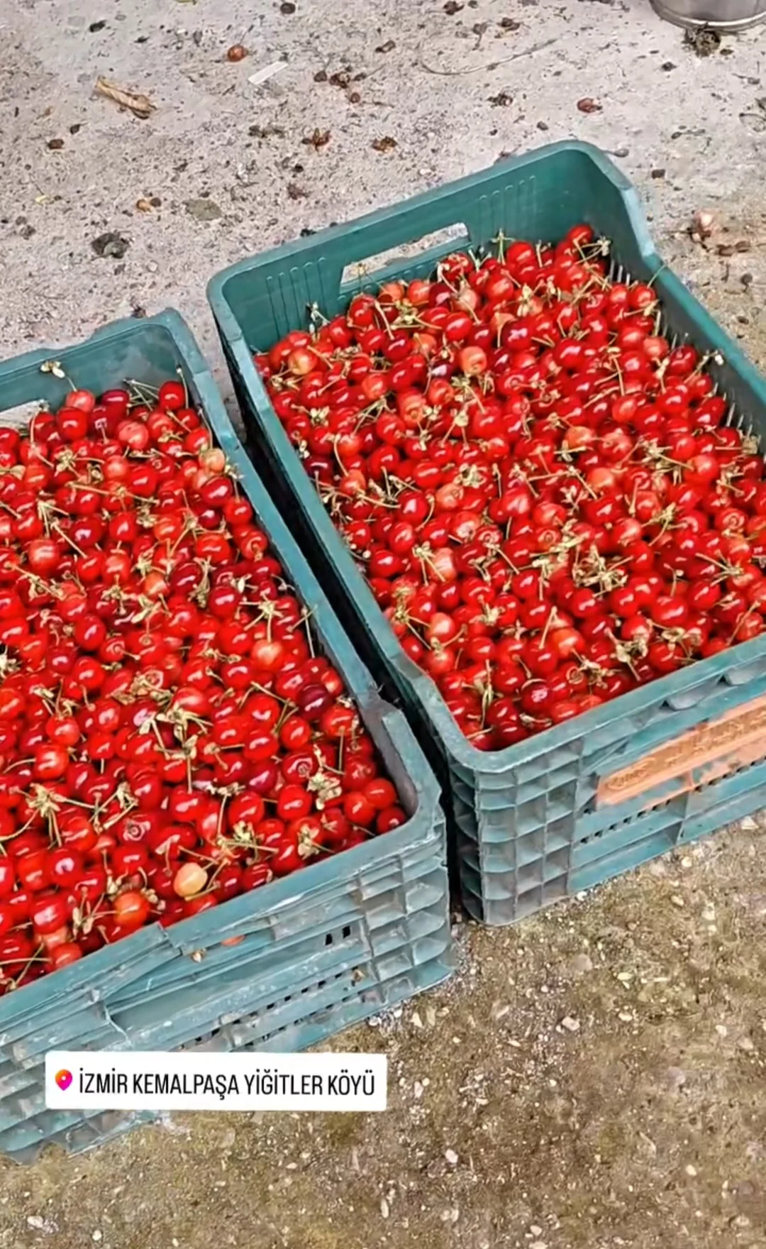Dalından Salihli Kirazı (1 kg)