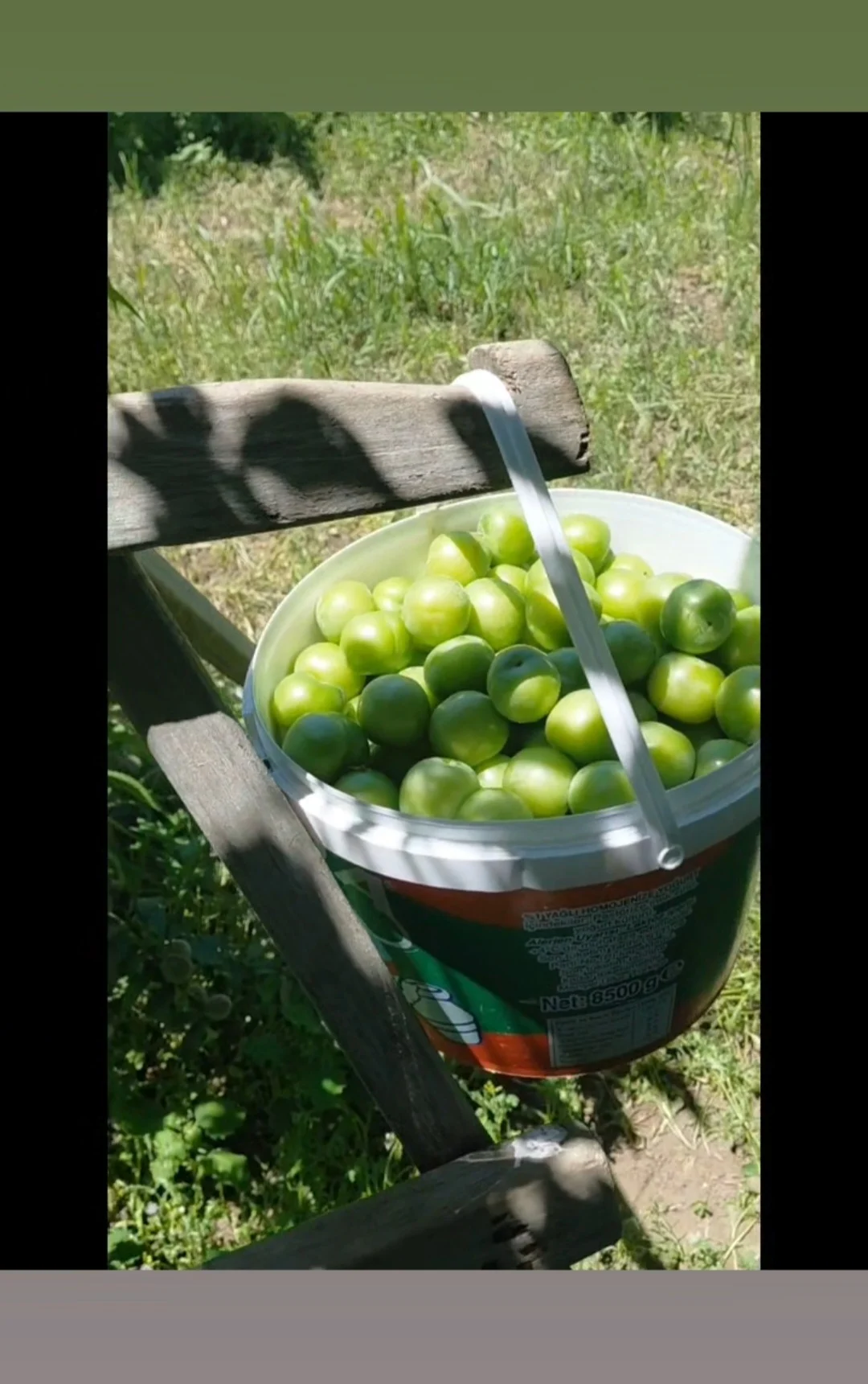 Dalından Papaz Eriği (1kg)